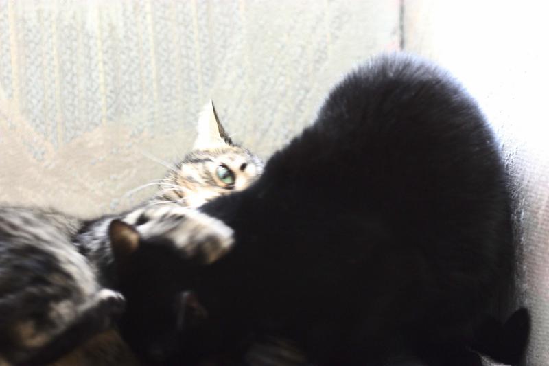 Charcoal mounts a determined counterattack against her brother.