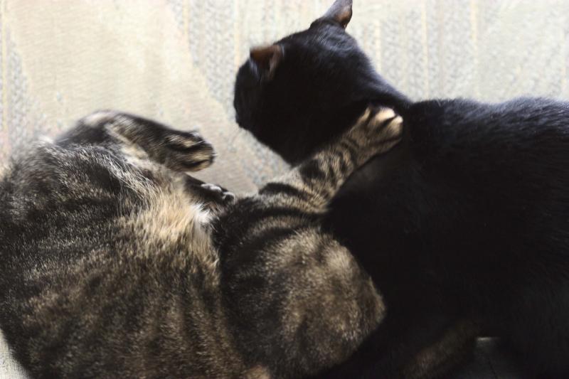 Hey, watch that hind paw, Ashley!