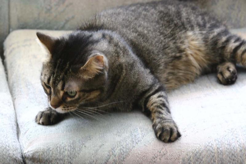And dont come back, Charcoal.  This is MY cushion now!
