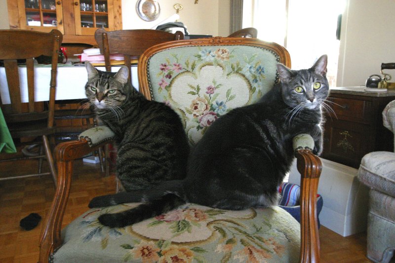 Ashley and Bruiser.jpg