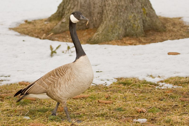 Canada Goose walking.jpg