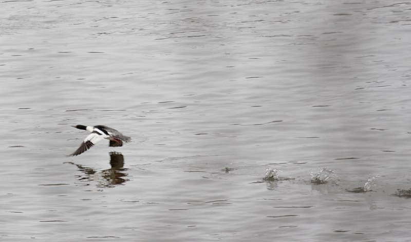 Duck launch.jpg