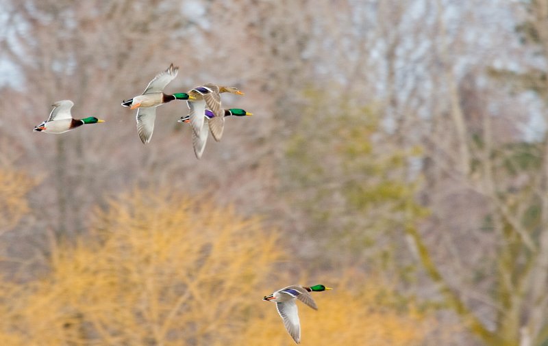 Mallards in flight.jpg