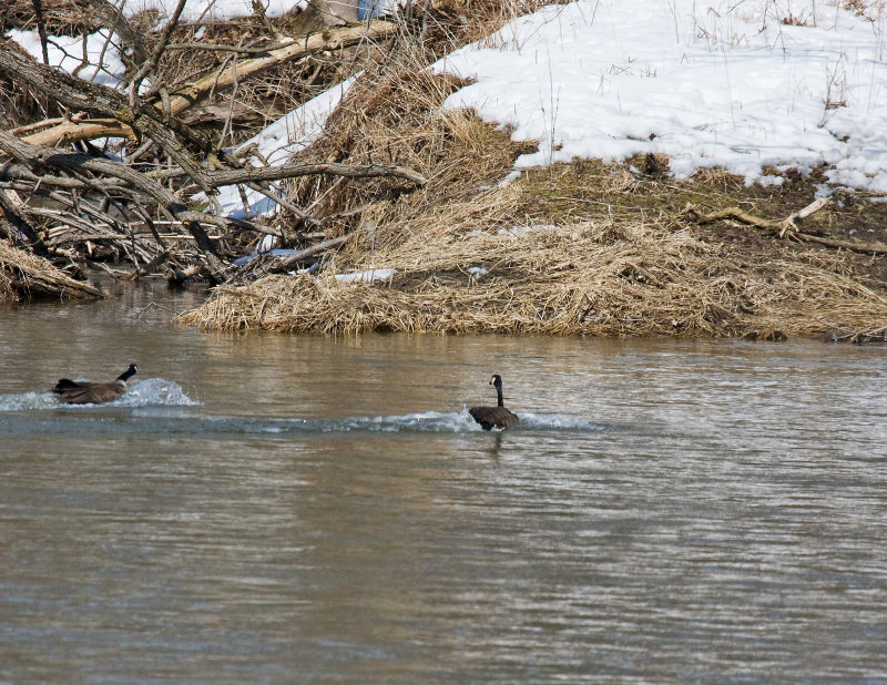 Geese landing 4.jpg