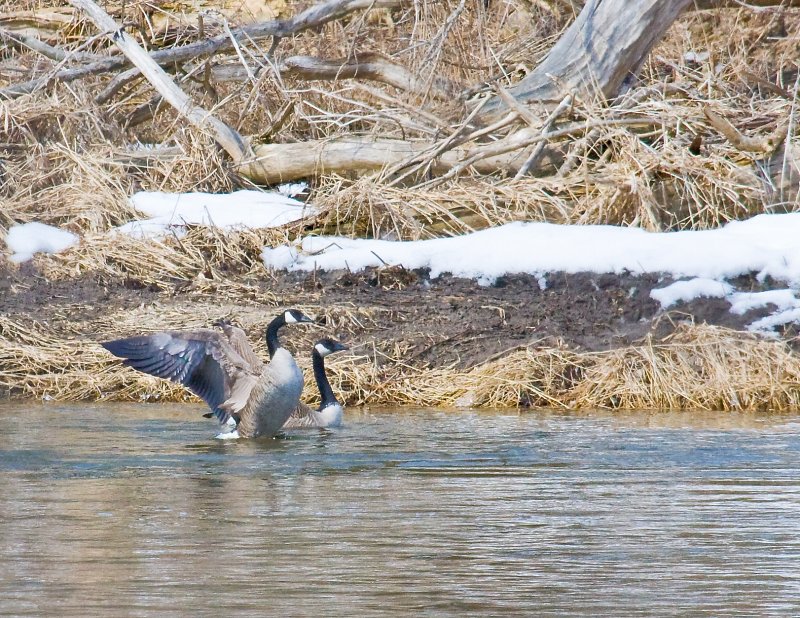 Goose flapping 1.jpg