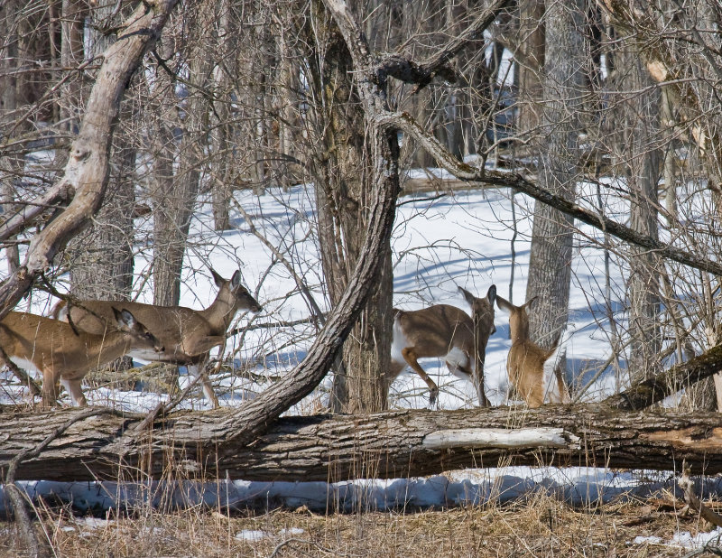 Whitetail 6.jpg