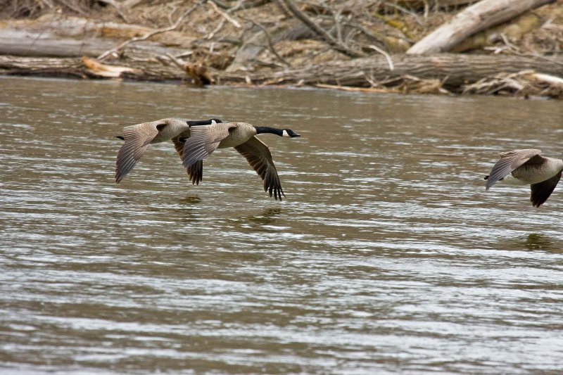 Canada Geese