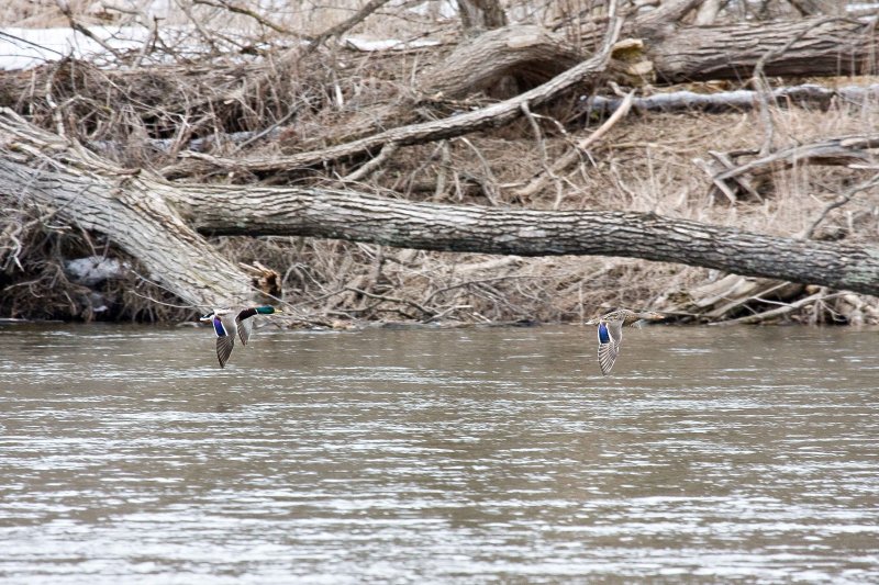 Mallards (Male & Female)