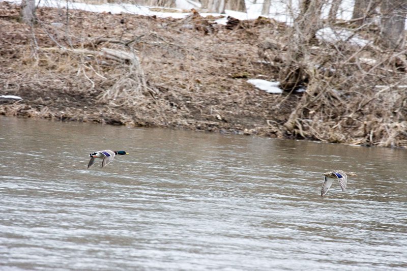Mallards
