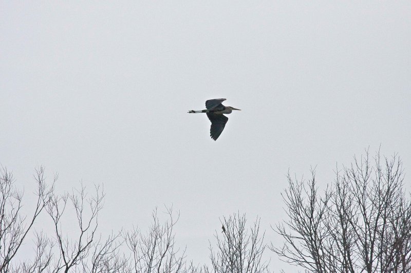 Great Blue Heron