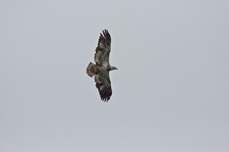 Hawk