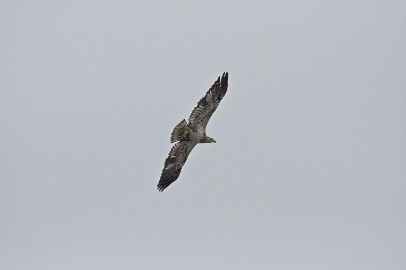 Hawk