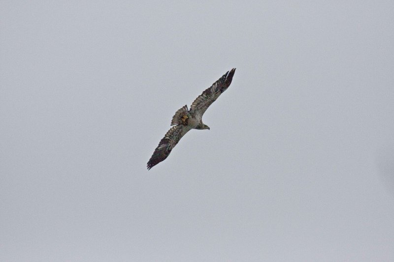 Hawk