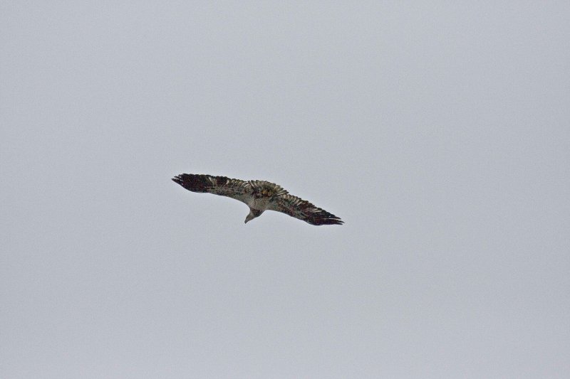 Hawk