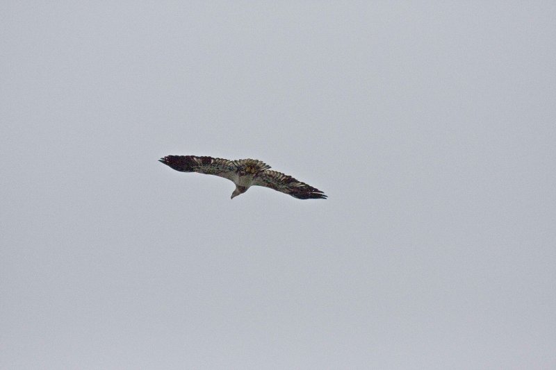 Hawk