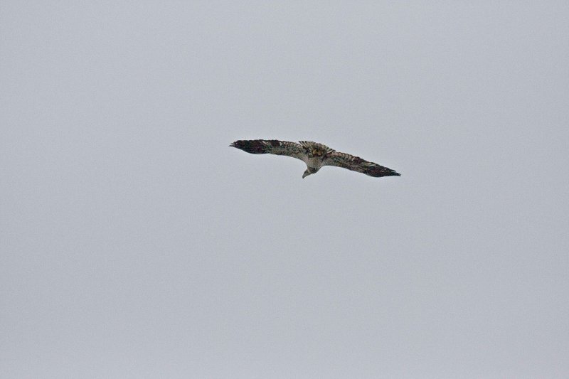 Hawk