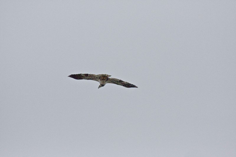 Hawk