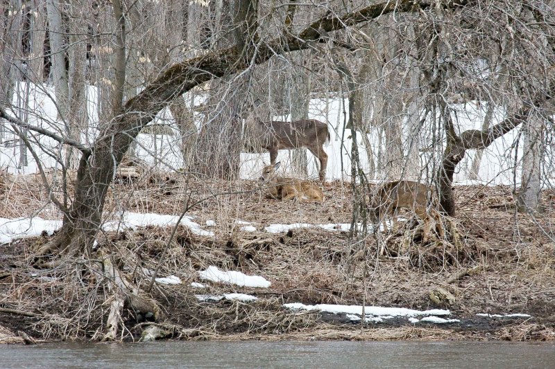 Whitetails