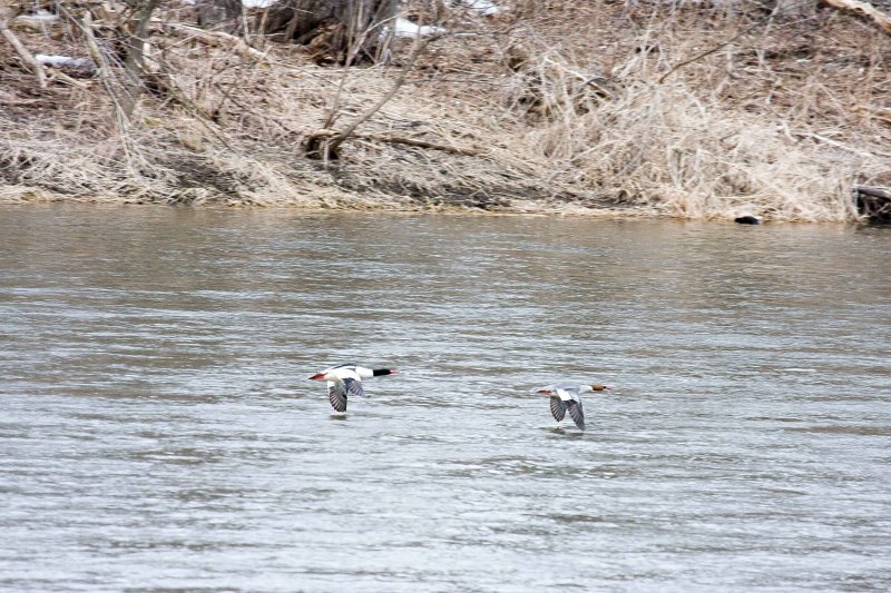 Fast moving ducks