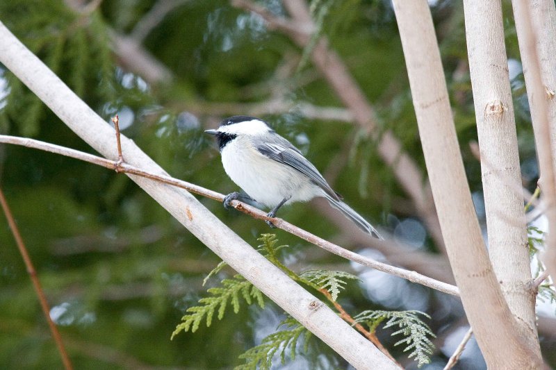 Chickadee