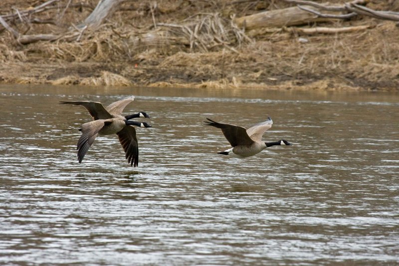 Canada Geese