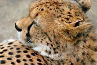 Cheetah 5.JPG