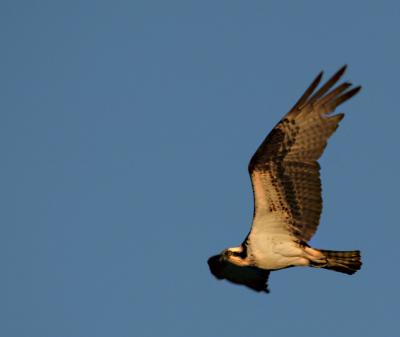 xFemale Osprey soaring.jpg