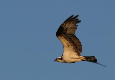 xFemale Osprey soaring 2.jpg