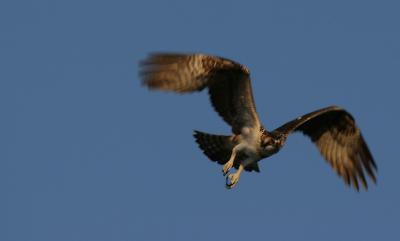 xOsprey changing direction 1.jpg