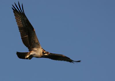 xOsprey hunting 2.jpg