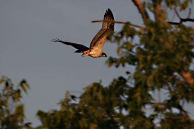 xOsprey in the trees 1.jpg