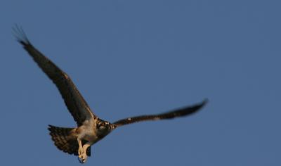 xOsprey Landing 1.jpg