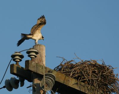 xOsprey Landing 3.jpg