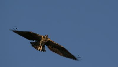 xOsprey soaring 1.jpg