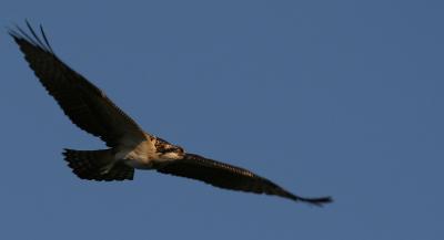 xOsprey soaring 2.jpg
