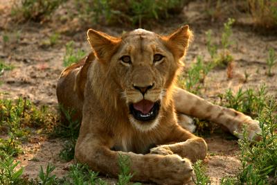 Lioness 2a.jpg