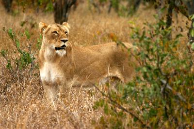 Lioness on the hunt redone 6X4 6.jpg