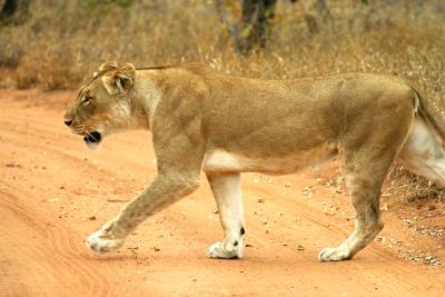 Lioness on the hunt redone 6x4 7.jpg