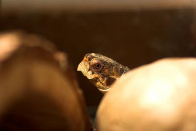 TurtleIMG_4521-01.jpg