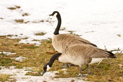 Canada Goose Pair.jpg
