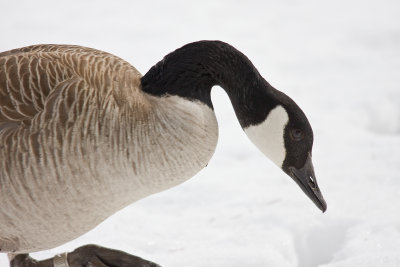 Canada Goose in the snow.jpg