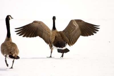 Canada Goose stretching.jpg