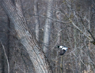 Duck flying.jpg