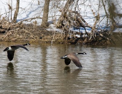 Geese landing 1.jpg