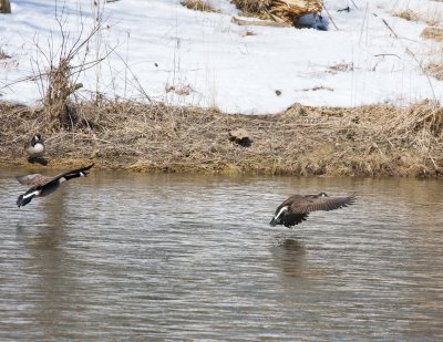 Geese landing 2.jpg