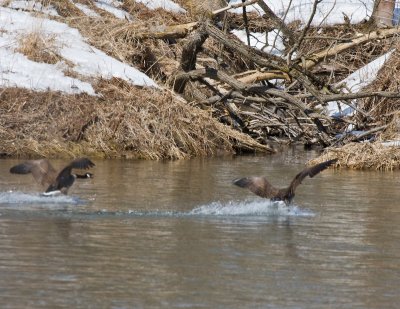 Geese landing 3.jpg