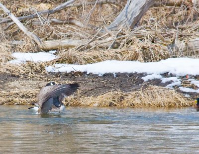 Goose flapping 2.jpg