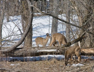 Whitetail 1.jpg