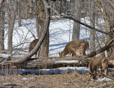 Whitetail 2.jpg