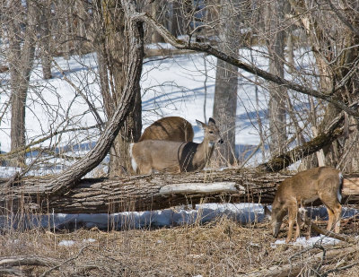 Whitetail 3.jpg